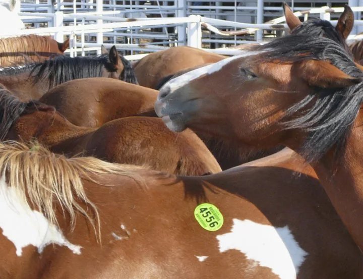 Rescued horse in peaceful sanctuary
