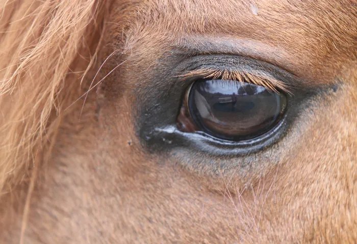 Close-up of rescued horse's trusting eyes