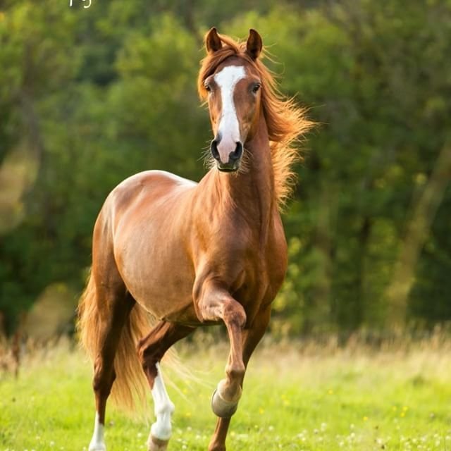 Rescued horses running free
